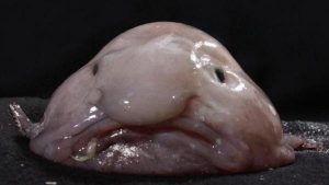El blobfish, un pez de aspecto gelatinoso que parece tener un rostro humano, fue elegido como el animal más feo. Vive a profundidades de 1.000 metros en las aguas de Australia y Tasmania y está en peligro de extinción, ya que las redes para pescar cangrejos y langostas -su alimento- suelen atraparlos.
