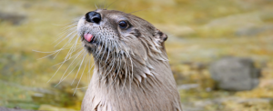 Otter
