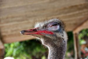 Avestruz