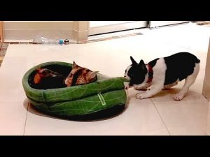 Thumbnail vídeo youtube: Como cuando tiene que pelear por lo que le pertenece