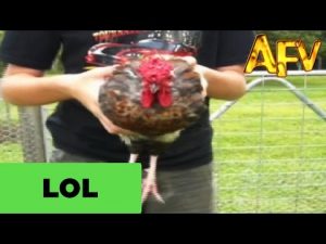 Thumbnail vídeo youtube: Le presentamos la gallina hipnótica (video)
