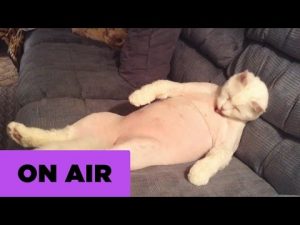 Thumbnail vídeo youtube: Esta semana queremos reconocer la glotonería de los gatos gordos