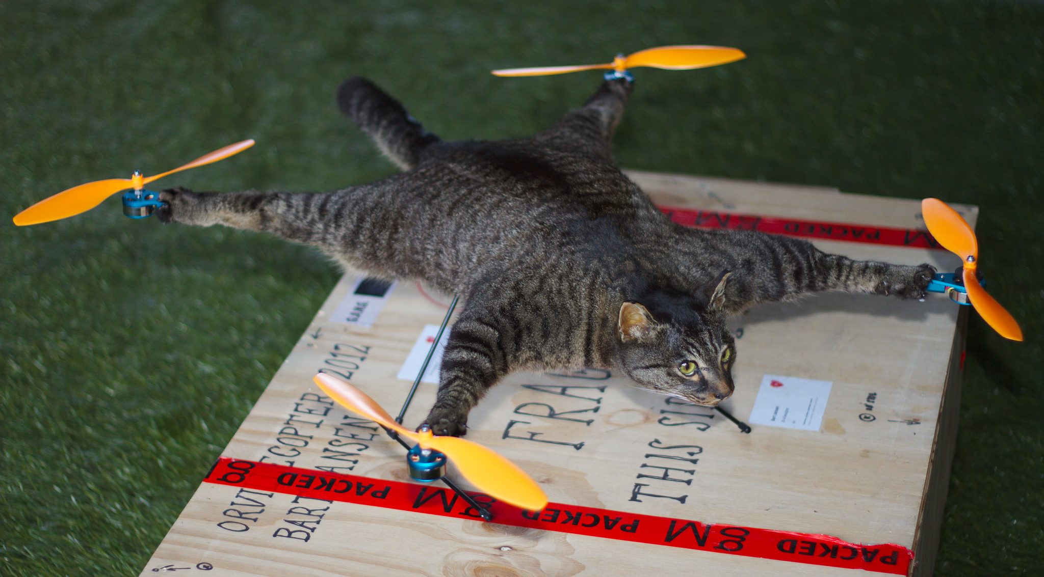 Котики вертолетики купить. Кот дрон. Кошка квадрокоптер. Кот вертолет. Чучело кота квадрокоптер.