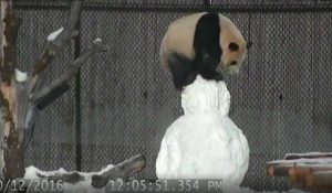panda-bbc