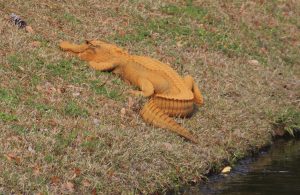 Orange Alligator