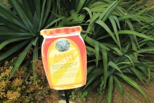 Agave nectar cactus plant information sign label, Princess of Wales conservatory Royal Botanic Gardens, Kew, London, England, UK