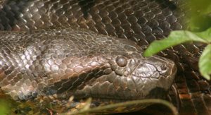 anaconda