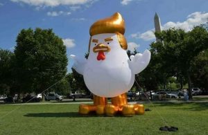 trump gallina