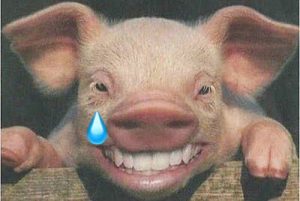 WhatsApp Image 2018-02-26 at 7.30.05 AM