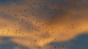 mosquitos