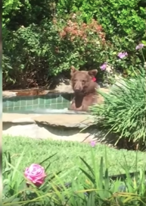 Captura de pantalla 2018-07-04 a las 3.40.41 p.m.