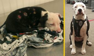 CASI MUERE EN UN INCENDIO Y AHORA ES UN PERRO BOMBERO