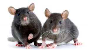 ratones 1