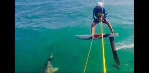 tiburon_kitesurf