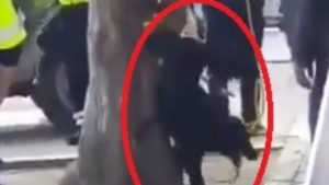 Perro_Mexico-678x381