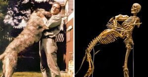Los esqueletos del antropólogo estadounidense Grover Krantz y su perro Clyde