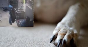 disencc83o-sin-titulo1-900x485