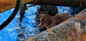 WATCHDOG THAILAND/Facebook