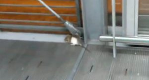 rata-transmilenio-900x485