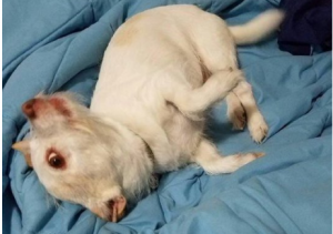 Twitter @govindatagle