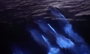 delfines luminosos