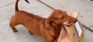 Perro salchicha hace domicilios en medio de la cuarentena