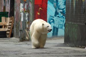 Female Polar Bear downtown Vancouver BC