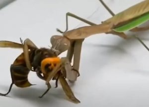 mantis y avispa