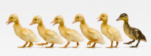 Six ducklings in row, side view (Digital Composite)
