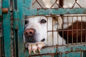 A mixed-breed dog looking sad behind a fence in a dog shelter in Mexico City