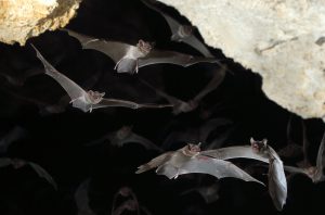 Bats flying