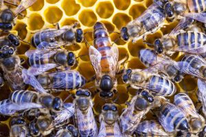 Queen bee and worker bees in their hive