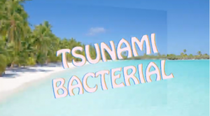 Tsunami Bacterial