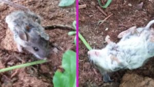 08 08 2022 viral ratón cultivo