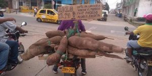 ¿Cómo? La 'Superyuca' de 140 kilos que dejó sorprendidos a todos