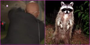 Un mapache ataca a un periodista en plena transmisión en vivo