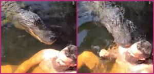 VIDEO: sujeto decidió nadar con un caimán y se llevó un gran mordisco