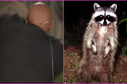 Un mapache ataca a un periodista en plena transmisión en vivo