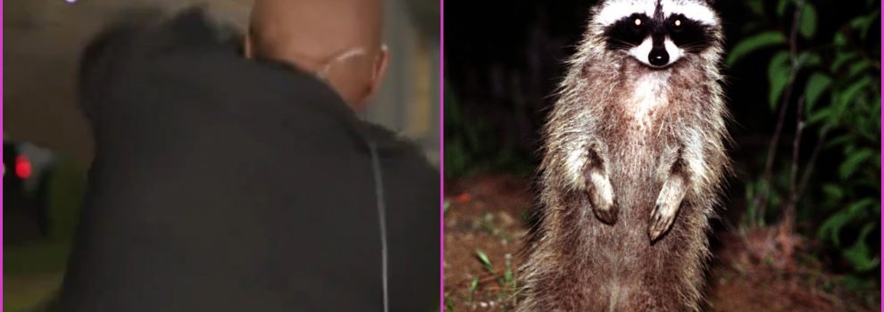 Un mapache ataca a un periodista en plena transmisión en vivo