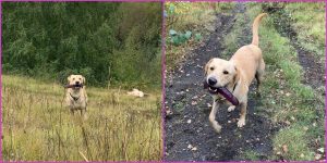 Durante un paseo, perro encuentra un juguete sexual y no lo quiere soltar