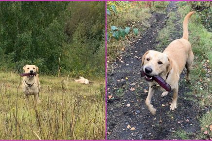 Durante un paseo, perro encuentra un juguete sexual y no lo quiere soltar