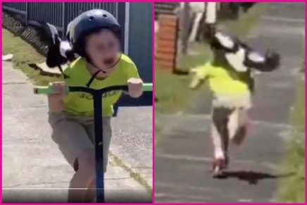 ¡Lo va a coger! Pájaro persigue a niño mientras monta patineta y las redes estallan de la risa