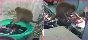 VIDEO: Mono visita la terraza de una mujer para ayudarle a lavar la ropa