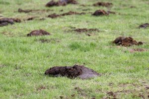 VIDEO: pueblo realiza batalla de excremento en una fiesta religiosa
