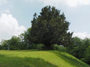 ¿Cómo? Árbol de 3.000 años cambia de sexo y sorprende a todos