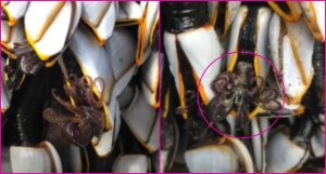 (Video) ¿Son aliens? Descubren particulares criaturas en una playa de Inglaterra