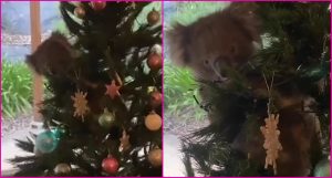 ¡Qué ternura! Familia encuentra un koala trepado en el árbol de Navidad