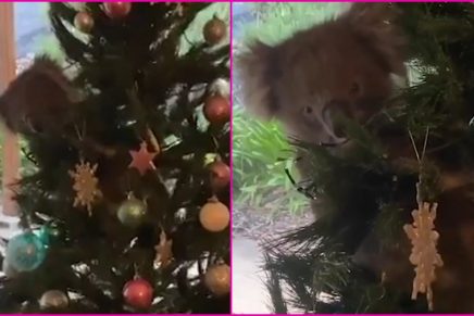 ¡Qué ternura! Familia encuentra un koala trepado en el árbol de Navidad