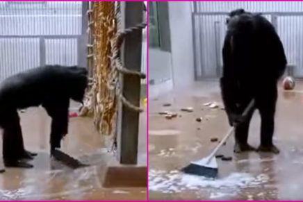(VIDEO) Curioso chimpancé limpia su jaula con cepillo y jabón