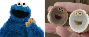 Descubren piedra idéntica al 'Monstruo come galletas' y se vuelve viral